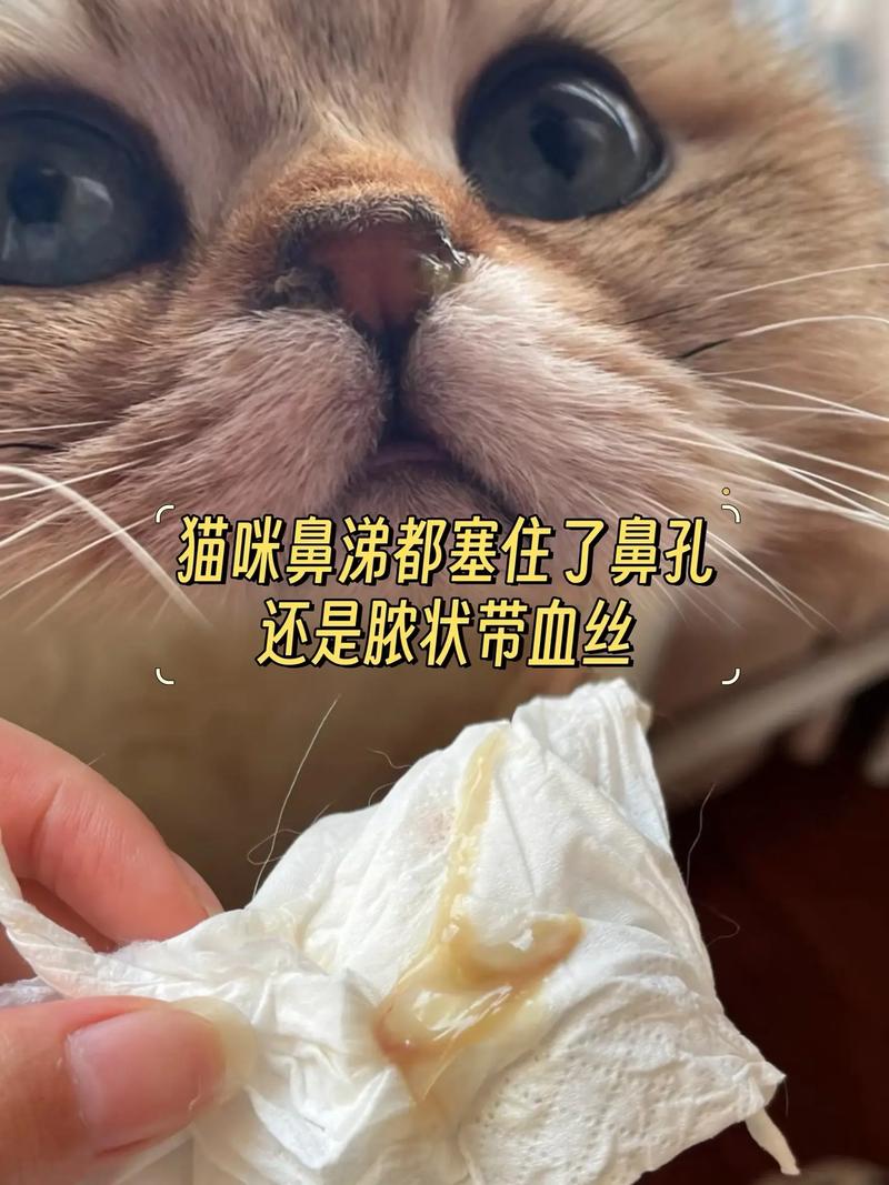 猫猫打喷嚏流鼻涕,猫猫打喷嚏流鼻涕流眼泪怎么办?-第4张图片-后鲨宠物 猫猫打喷嚏流鼻涕,猫猫打喷嚏流鼻涕流眼泪怎么办?-第4张图片-后鲨宠物