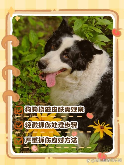 狗狗皮肤破了怎么办,狗狗皮肤病破皮-第3张图片-后鲨宠物 狗狗皮肤破了怎么办,狗狗皮肤病破皮-第3张图片-后鲨宠物