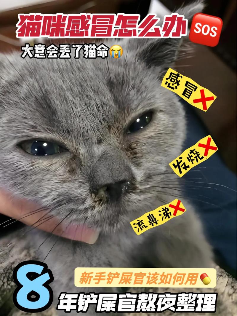 猫咪感冒是什么症状,猫咪有点感冒吃什么药?-第1张图片-后鲨宠物 猫咪感冒是什么症状,猫咪有点感冒吃什么药?-第1张图片-后鲨宠物