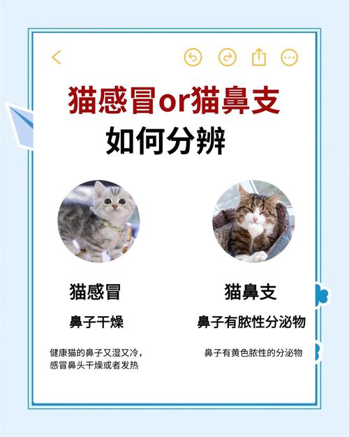 猫咪感冒是什么症状,猫咪有点感冒吃什么药?-第5张图片-后鲨宠物 猫咪感冒是什么症状,猫咪有点感冒吃什么药?-第5张图片-后鲨宠物