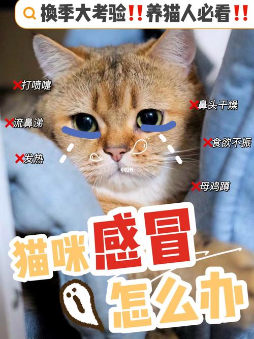 猫咪感冒是什么症状,猫咪有点感冒吃什么药?-第6张图片-后鲨宠物 猫咪感冒是什么症状,猫咪有点感冒吃什么药?-第6张图片-后鲨宠物
