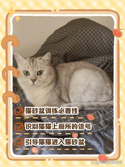 怎么给猫咪铲屎,怎么给猫咪铲屎拉屎-第4张图片-后鲨宠物 怎么给猫咪铲屎,怎么给猫咪铲屎拉屎-第4张图片-后鲨宠物