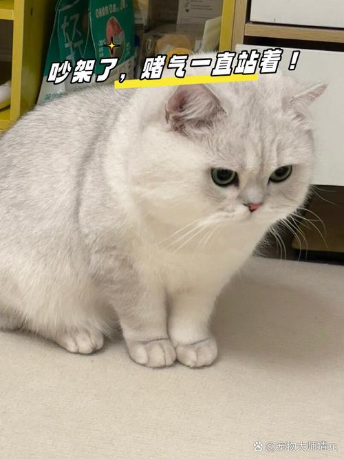 猫咪生气怎么办,猫咪生气的时候怎么办?-第2张图片-后鲨宠物 猫咪生气怎么办,猫咪生气的时候怎么办?-第2张图片-后鲨宠物