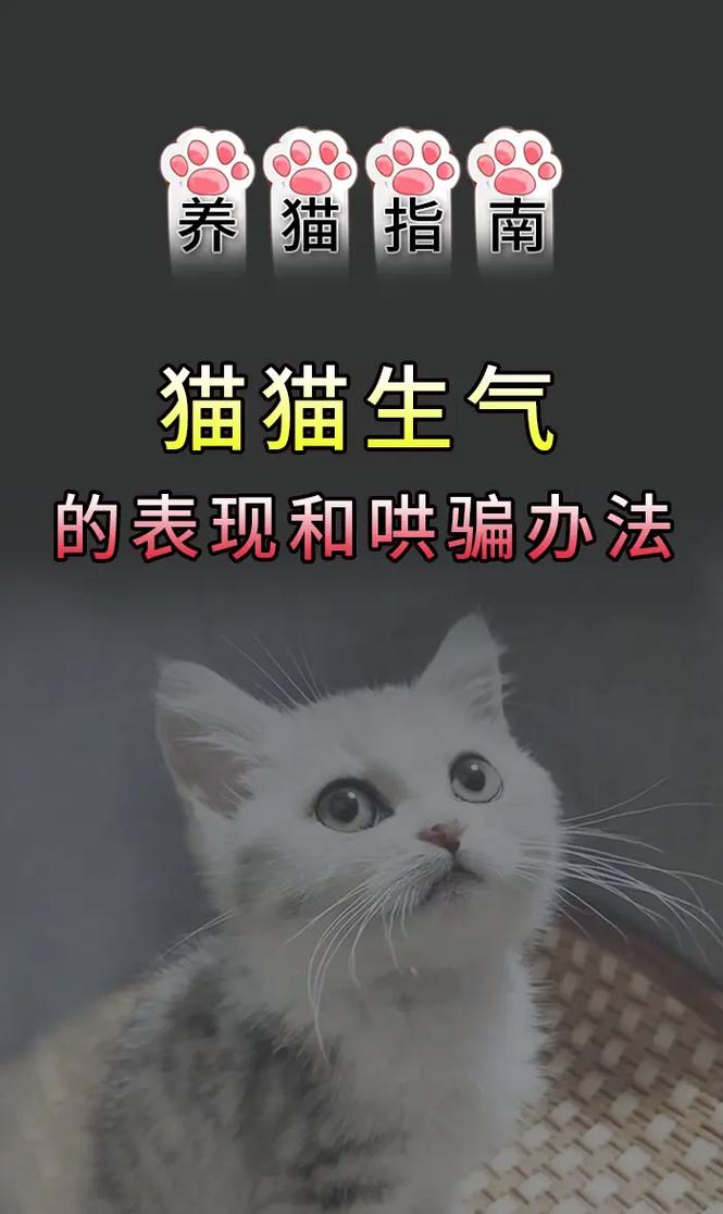 猫咪生气怎么办,猫咪生气的时候怎么办?-第4张图片-后鲨宠物 猫咪生气怎么办,猫咪生气的时候怎么办?-第4张图片-后鲨宠物