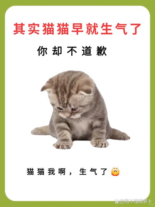 猫咪生气怎么办,猫咪生气的时候怎么办?-第5张图片-后鲨宠物 猫咪生气怎么办,猫咪生气的时候怎么办?-第5张图片-后鲨宠物