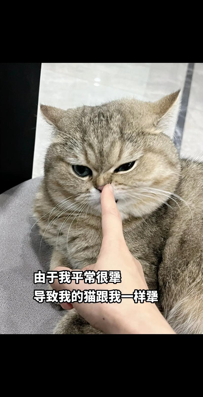 猫咪生气怎么办,猫咪生气的时候怎么办?-第6张图片-后鲨宠物 猫咪生气怎么办,猫咪生气的时候怎么办?-第6张图片-后鲨宠物