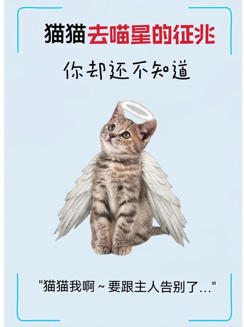 猫咪临产的症状表现,猫咪临产的症状表现有哪些-第4张图片-后鲨宠物 猫咪临产的症状表现,猫咪临产的症状表现有哪些-第4张图片-后鲨宠物