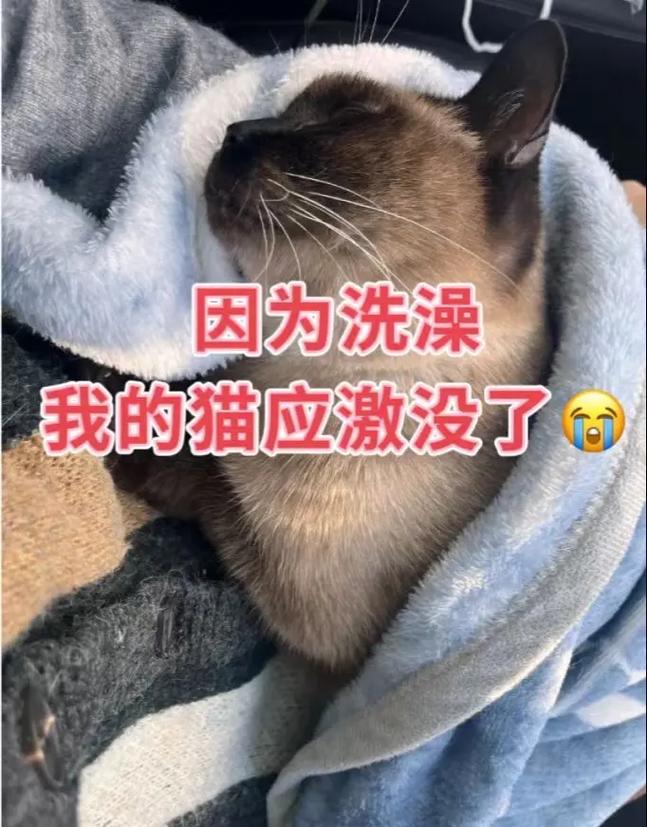 猫咪不活泼怎么办,猫不活泼正常吗-第4张图片-后鲨宠物 猫咪不活泼怎么办,猫不活泼正常吗-第4张图片-后鲨宠物