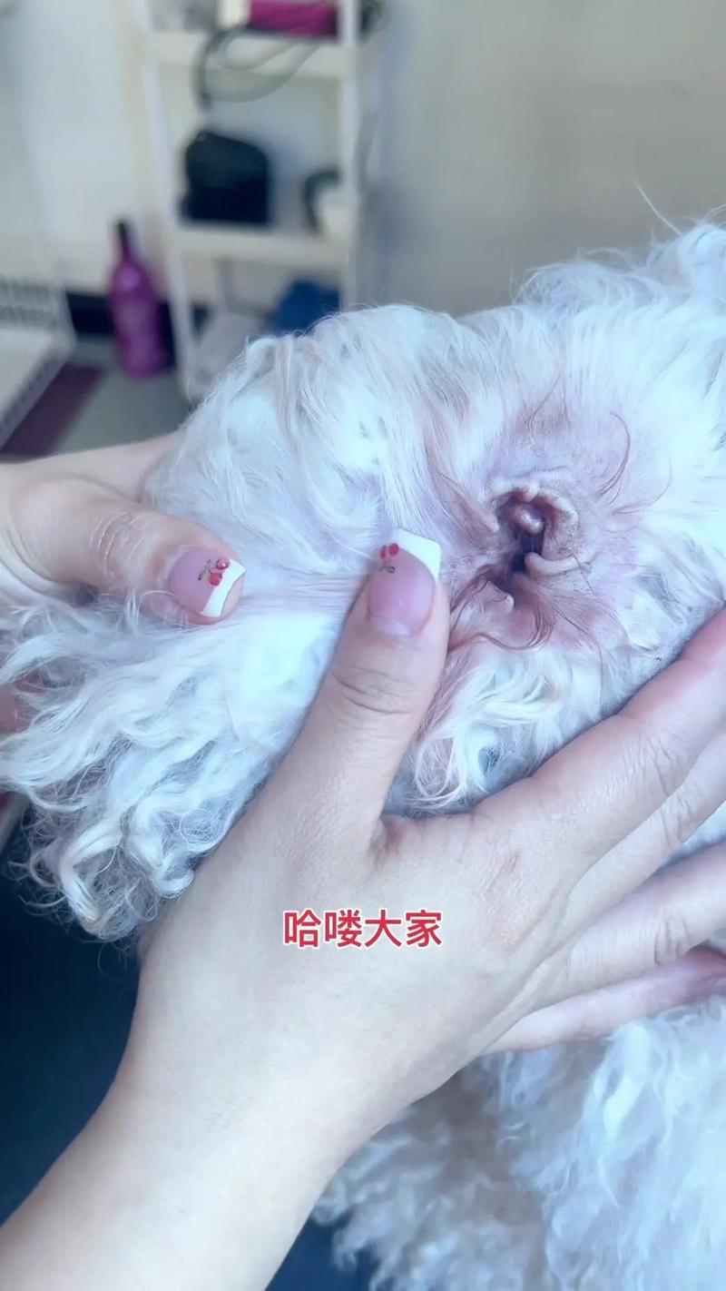狗狗耳朵怎么清理_狗狗耳朵清理方法-第2张图片-后鲨宠物 狗狗耳朵怎么清理_狗狗耳朵清理方法-第2张图片-后鲨宠物