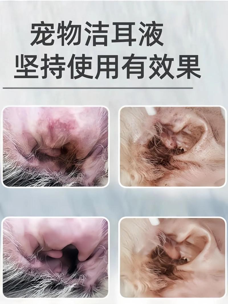 狗狗耳朵怎么清理_狗狗耳朵清理方法-第5张图片-后鲨宠物 狗狗耳朵怎么清理_狗狗耳朵清理方法-第5张图片-后鲨宠物