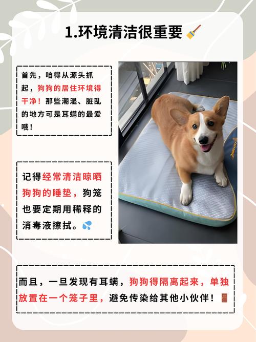 狗狗耳朵怎么清理_狗狗耳朵清理方法-第6张图片-后鲨宠物 狗狗耳朵怎么清理_狗狗耳朵清理方法-第6张图片-后鲨宠物