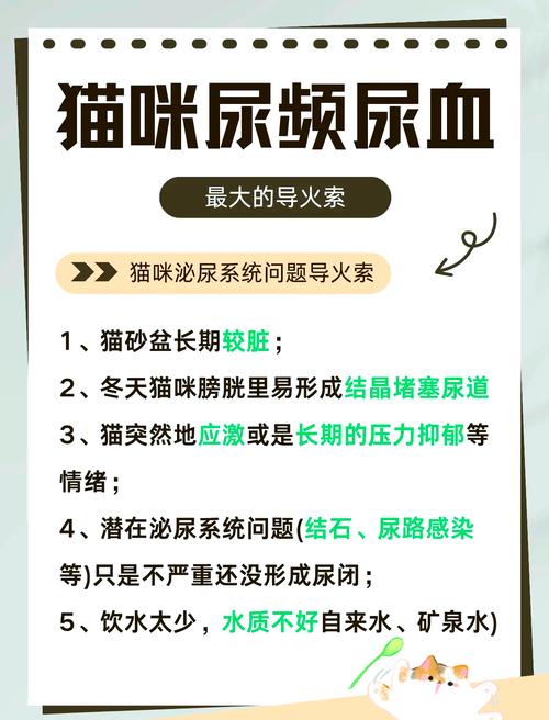 猫咪血尿怎么办_猫咪血尿能自愈吗-第5张图片-后鲨宠物 猫咪血尿怎么办_猫咪血尿能自愈吗-第5张图片-后鲨宠物