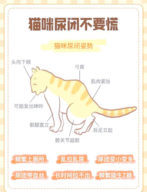 猫咪血尿怎么办_猫咪血尿能自愈吗-第6张图片-后鲨宠物 猫咪血尿怎么办_猫咪血尿能自愈吗-第6张图片-后鲨宠物