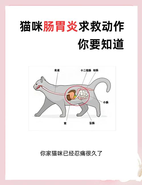 猫咪结肠炎症状,猫咪结肠炎的症状及治疗贴吧-第2张图片-后鲨宠物 猫咪结肠炎症状,猫咪结肠炎的症状及治疗贴吧-第2张图片-后鲨宠物