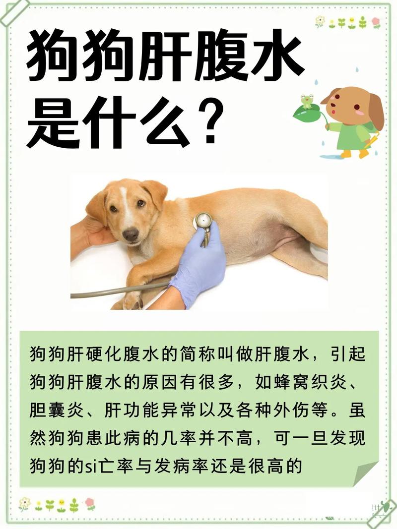 狗狗腹部积水吃什么药,狗狗腹部积水吃什么食物-第5张图片-后鲨宠物 狗狗腹部积水吃什么药,狗狗腹部积水吃什么食物-第5张图片-后鲨宠物