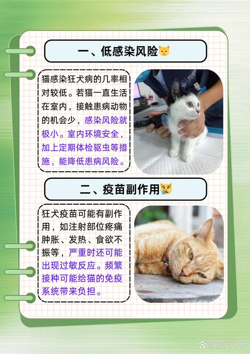 猫咪打了狂犬疫苗,猫咪打了狂犬疫苗的不良反应-第3张图片-后鲨宠物 猫咪打了狂犬疫苗,猫咪打了狂犬疫苗的不良反应-第3张图片-后鲨宠物