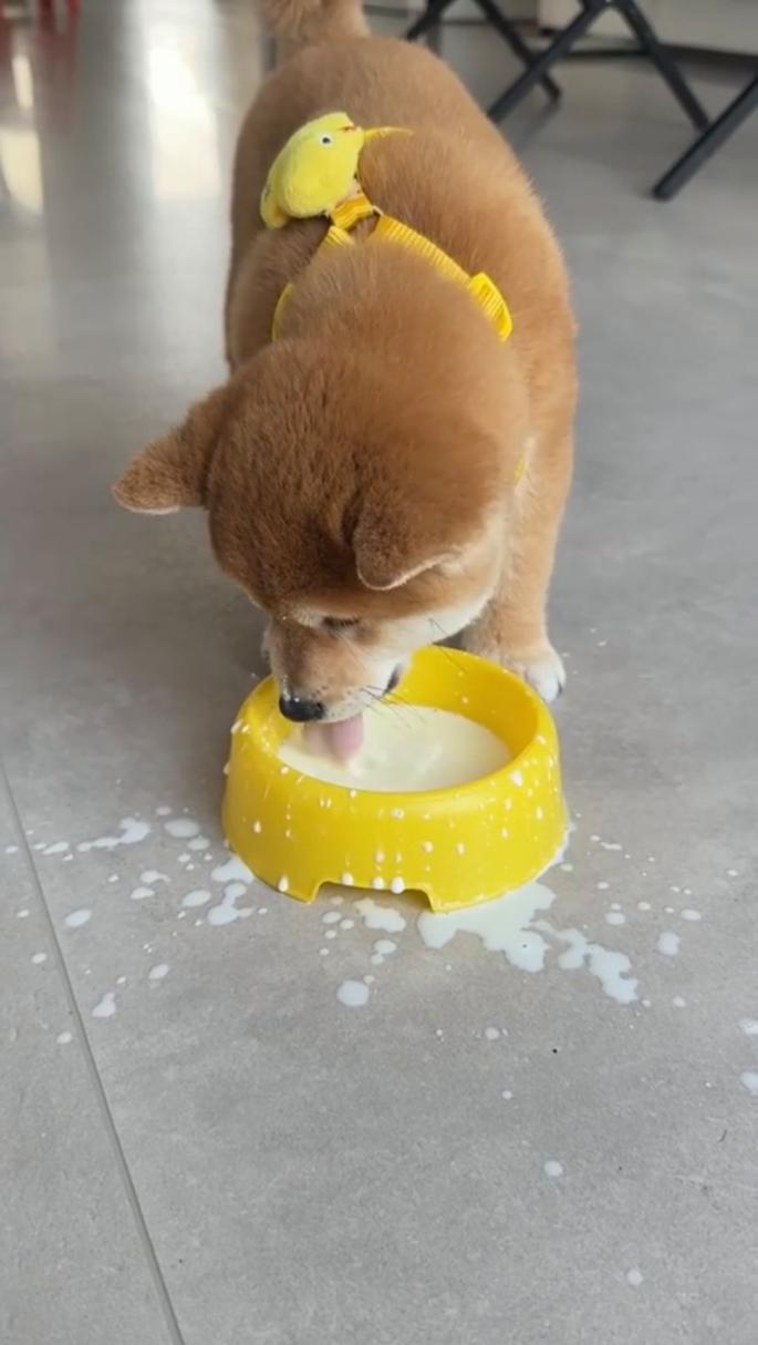 小狗狗可以喝酸奶吗,狗狗能不能吃酸奶-第1张图片-后鲨宠物 小狗狗可以喝酸奶吗,狗狗能不能吃酸奶-第1张图片-后鲨宠物