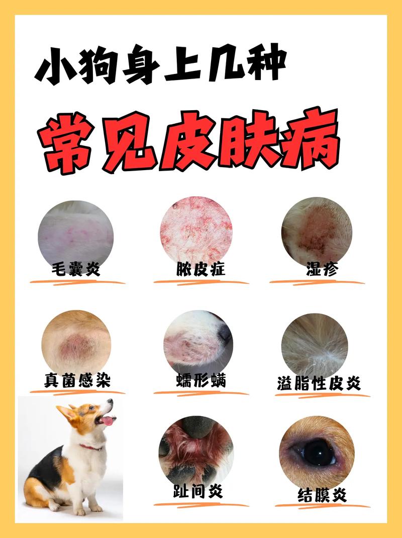 狗狗皮肤烂了怎么回事,狗狗皮肤烂了怎么回事儿-第4张图片-后鲨宠物 狗狗皮肤烂了怎么回事,狗狗皮肤烂了怎么回事儿-第4张图片-后鲨宠物