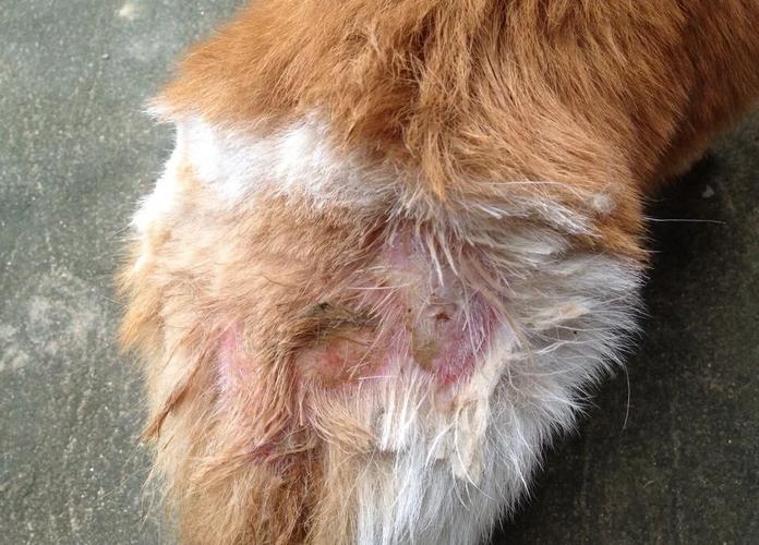 狗狗皮肤烂了怎么回事,狗狗皮肤烂了怎么回事儿-第5张图片-后鲨宠物 狗狗皮肤烂了怎么回事,狗狗皮肤烂了怎么回事儿-第5张图片-后鲨宠物