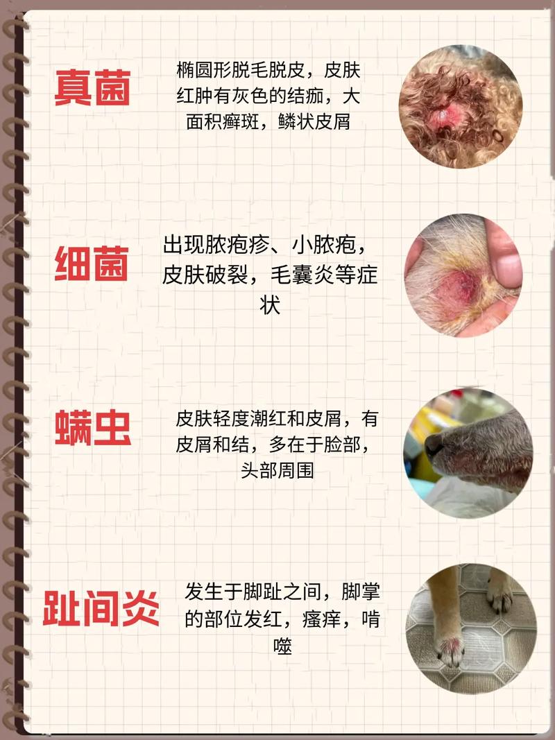 狗狗得了皮肤病要剃毛吗,狗狗有皮肤病需要剃毛吗-第1张图片-后鲨宠物 狗狗得了皮肤病要剃毛吗,狗狗有皮肤病需要剃毛吗-第1张图片-后鲨宠物