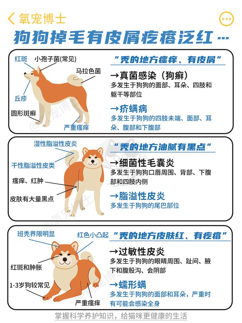 狗狗得了皮肤病要剃毛吗,狗狗有皮肤病需要剃毛吗-第3张图片-后鲨宠物 狗狗得了皮肤病要剃毛吗,狗狗有皮肤病需要剃毛吗-第3张图片-后鲨宠物