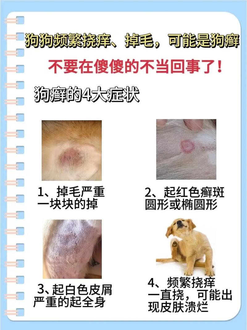 狗狗得了皮肤病要剃毛吗,狗狗有皮肤病需要剃毛吗-第6张图片-后鲨宠物 狗狗得了皮肤病要剃毛吗,狗狗有皮肤病需要剃毛吗-第6张图片-后鲨宠物