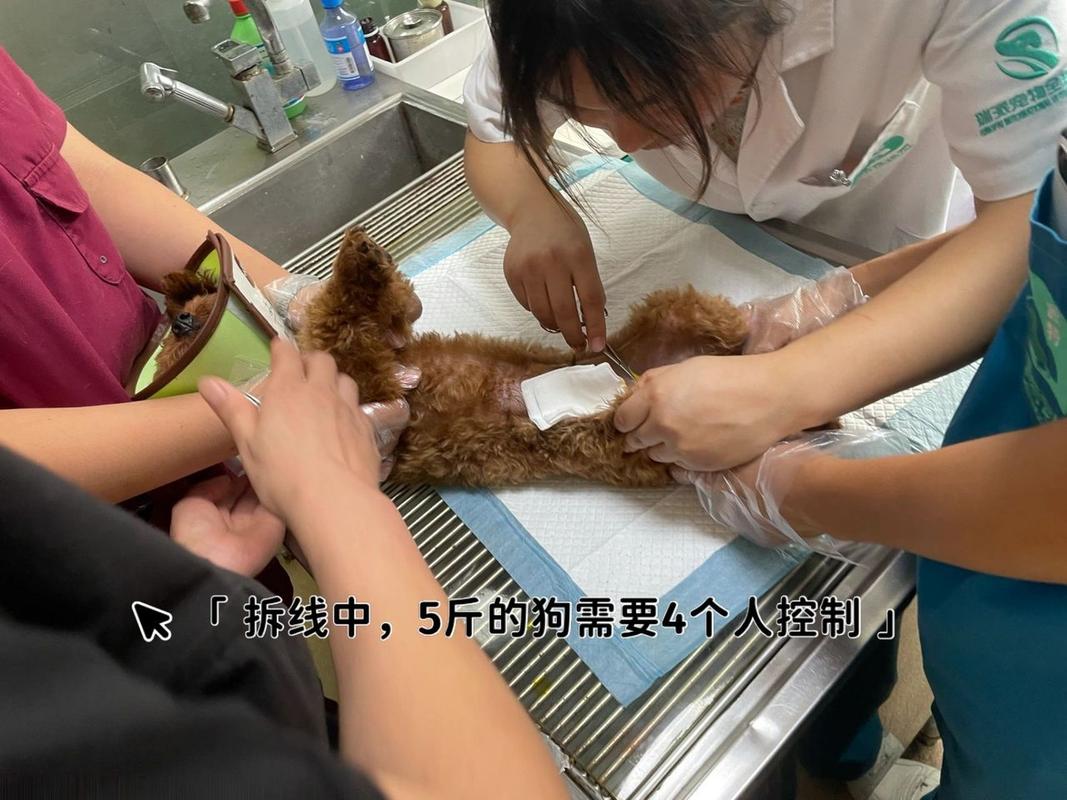 狗狗拆线后会裂伤口吗_狗狗拆线后注意事项-第1张图片-后鲨宠物 狗狗拆线后会裂伤口吗_狗狗拆线后注意事项-第1张图片-后鲨宠物