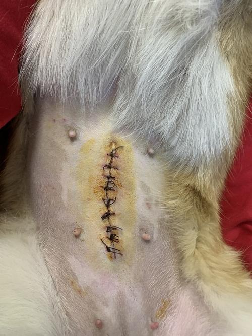 狗狗拆线后会裂伤口吗_狗狗拆线后注意事项-第2张图片-后鲨宠物 狗狗拆线后会裂伤口吗_狗狗拆线后注意事项-第2张图片-后鲨宠物