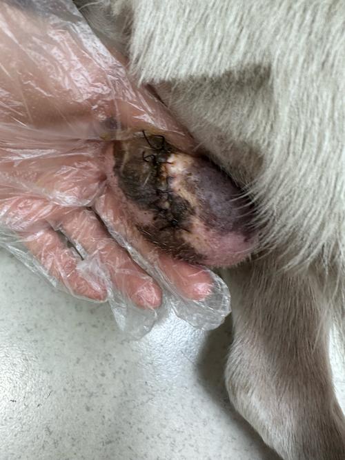 狗狗拆线后会裂伤口吗_狗狗拆线后注意事项-第3张图片-后鲨宠物 狗狗拆线后会裂伤口吗_狗狗拆线后注意事项-第3张图片-后鲨宠物