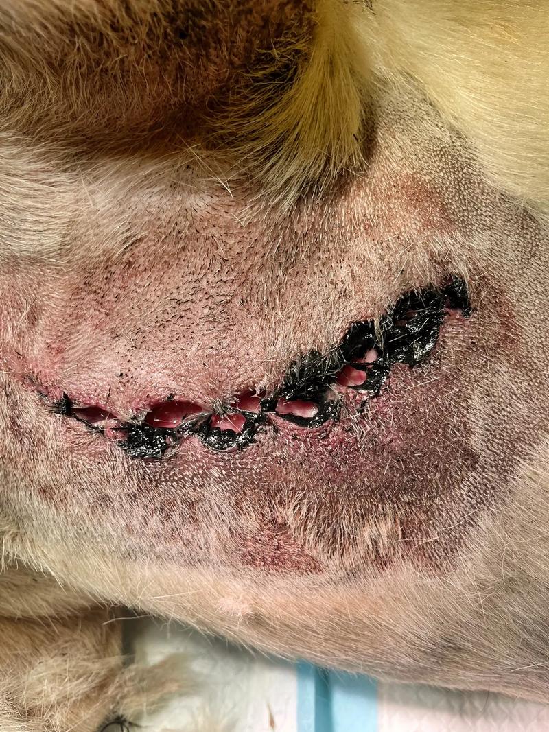 狗狗拆线后会裂伤口吗_狗狗拆线后注意事项-第5张图片-后鲨宠物 狗狗拆线后会裂伤口吗_狗狗拆线后注意事项-第5张图片-后鲨宠物