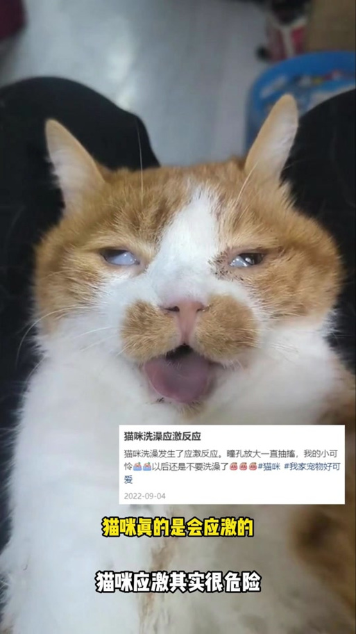 猫咪突然变得很胆小,猫咪突然变得很胆小了-第3张图片-后鲨宠物 猫咪突然变得很胆小,猫咪突然变得很胆小了-第3张图片-后鲨宠物