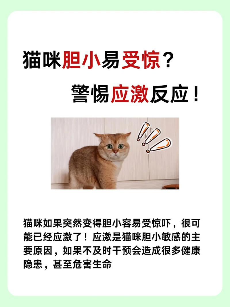 猫咪突然变得很胆小,猫咪突然变得很胆小了-第4张图片-后鲨宠物 猫咪突然变得很胆小,猫咪突然变得很胆小了-第4张图片-后鲨宠物