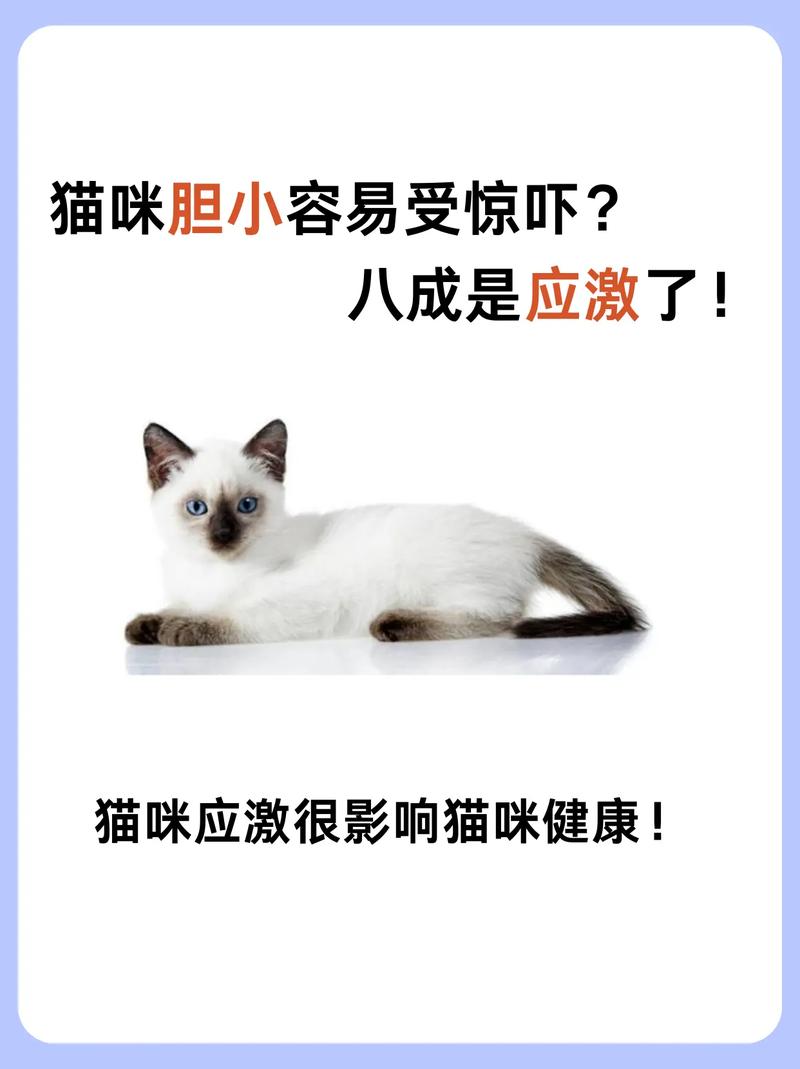 猫咪突然变得很胆小,猫咪突然变得很胆小了-第5张图片-后鲨宠物 猫咪突然变得很胆小,猫咪突然变得很胆小了-第5张图片-后鲨宠物