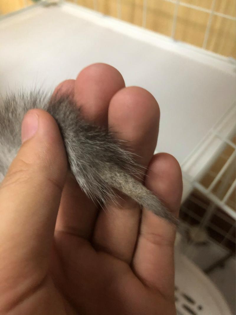 猫咪尾巴上的毛一撮黏黏的_猫咪尾巴上的毛一撮黏黏的正常吗-第2张图片-后鲨宠物 猫咪尾巴上的毛一撮黏黏的_猫咪尾巴上的毛一撮黏黏的正常吗-第2张图片-后鲨宠物