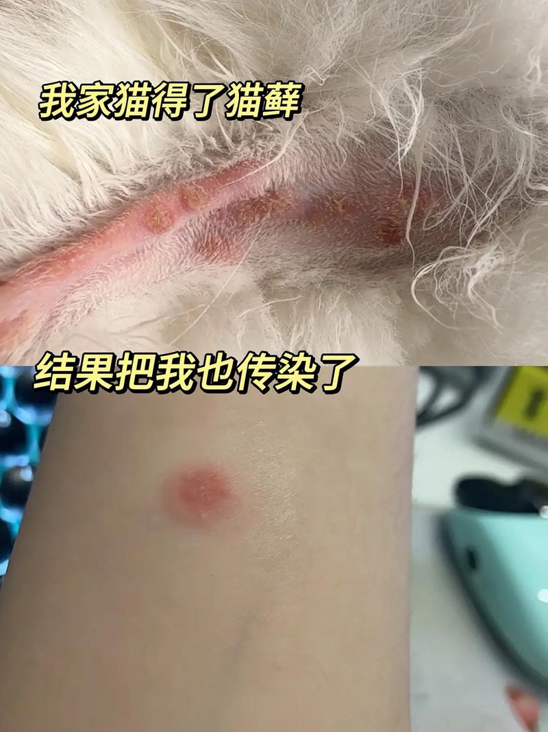 猫咪尾巴上的毛一撮黏黏的_猫咪尾巴上的毛一撮黏黏的正常吗-第3张图片-后鲨宠物 猫咪尾巴上的毛一撮黏黏的_猫咪尾巴上的毛一撮黏黏的正常吗-第3张图片-后鲨宠物