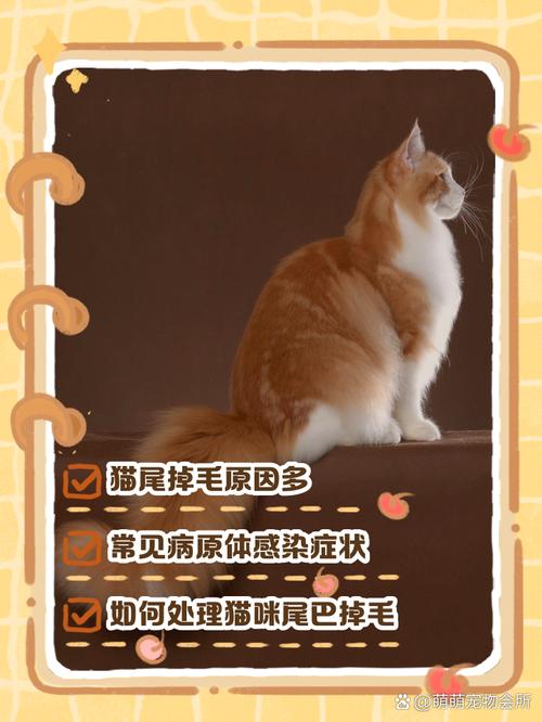 猫咪尾巴上的毛一撮黏黏的_猫咪尾巴上的毛一撮黏黏的正常吗-第5张图片-后鲨宠物 猫咪尾巴上的毛一撮黏黏的_猫咪尾巴上的毛一撮黏黏的正常吗-第5张图片-后鲨宠物