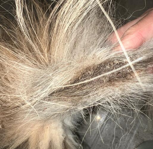 猫咪尾巴上的毛一撮黏黏的_猫咪尾巴上的毛一撮黏黏的正常吗-第6张图片-后鲨宠物 猫咪尾巴上的毛一撮黏黏的_猫咪尾巴上的毛一撮黏黏的正常吗-第6张图片-后鲨宠物