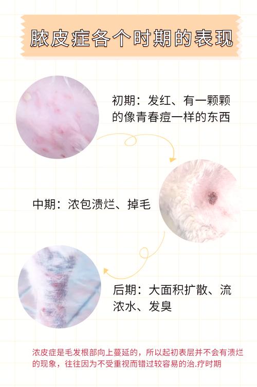 狗狗得了脓皮症怎么办_狗狗得了脓皮症用什么药膏-第2张图片-后鲨宠物 狗狗得了脓皮症怎么办_狗狗得了脓皮症用什么药膏-第2张图片-后鲨宠物