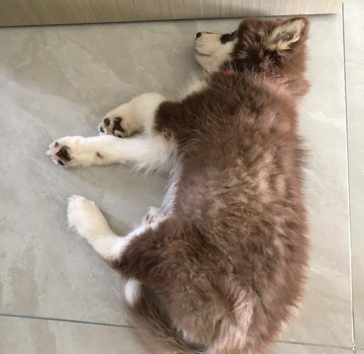 两三个月的狗狗吃什么_两三个月的狗狗可以吃什么-第1张图片-后鲨宠物 两三个月的狗狗吃什么_两三个月的狗狗可以吃什么-第1张图片-后鲨宠物