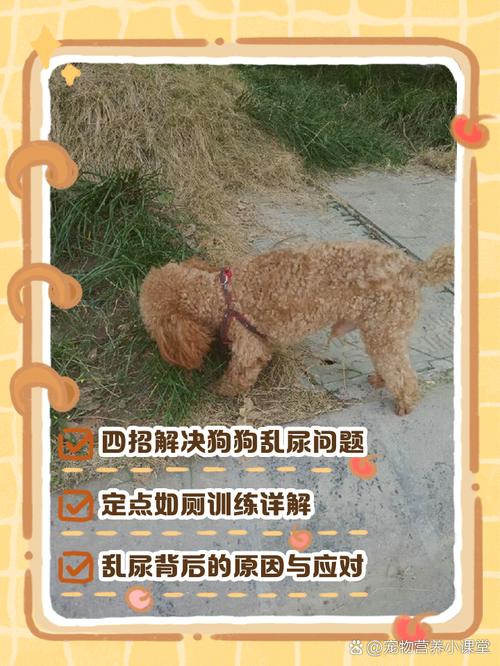 如何教狗狗在外面大小便,怎么教狗狗在外面拉粑粑-第1张图片-后鲨宠物 如何教狗狗在外面大小便,怎么教狗狗在外面拉粑粑-第1张图片-后鲨宠物