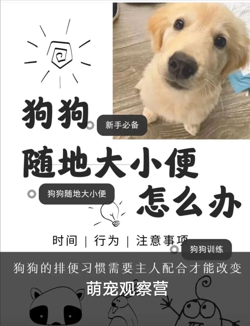 如何教狗狗在外面大小便,怎么教狗狗在外面拉粑粑-第3张图片-后鲨宠物 如何教狗狗在外面大小便,怎么教狗狗在外面拉粑粑-第3张图片-后鲨宠物