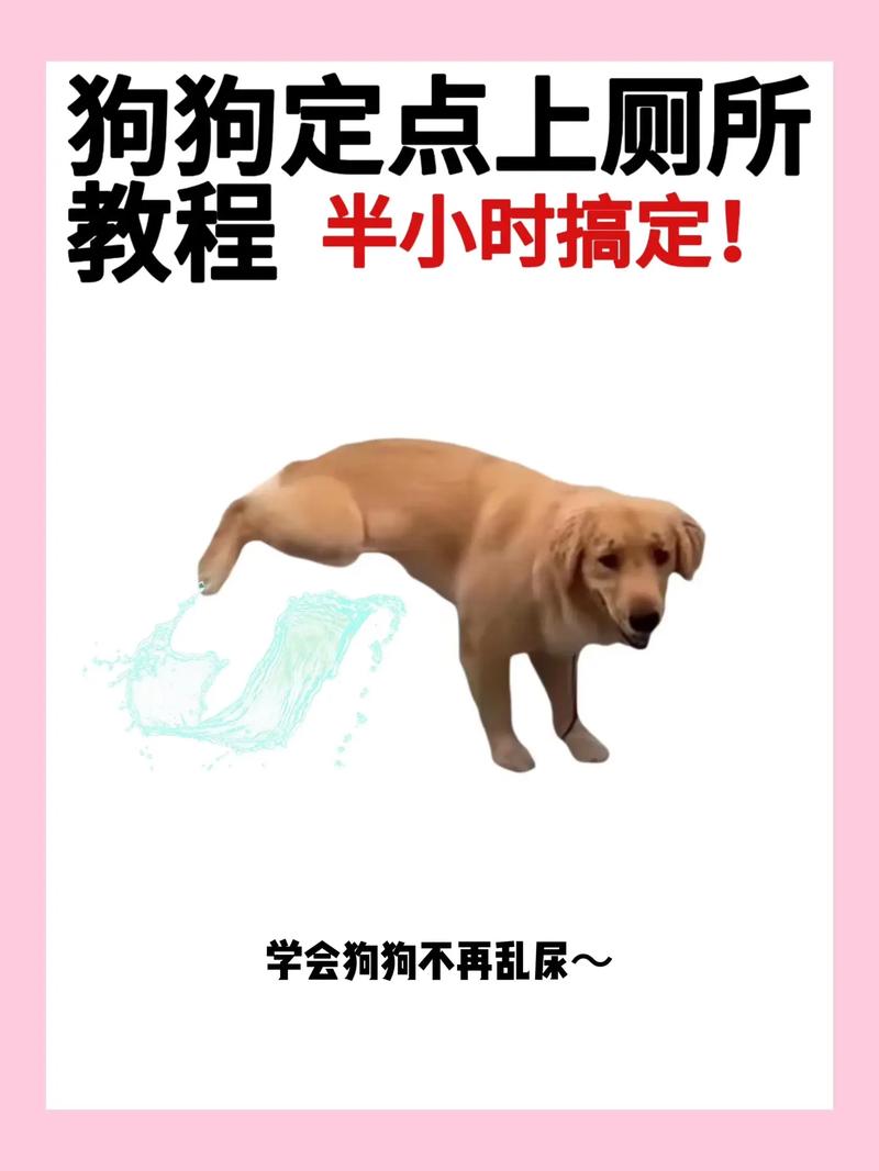 如何教狗狗在外面大小便,怎么教狗狗在外面拉粑粑-第4张图片-后鲨宠物 如何教狗狗在外面大小便,怎么教狗狗在外面拉粑粑-第4张图片-后鲨宠物