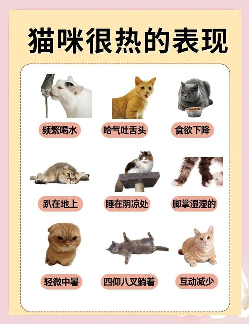 猫咪中暑是什么症状,猫咪中暑的症状有哪些-第4张图片-后鲨宠物 猫咪中暑是什么症状,猫咪中暑的症状有哪些-第4张图片-后鲨宠物