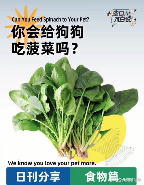 狗狗能吃菠菜吗,狗狗吐黄水?-第5张图片-后鲨宠物 狗狗能吃菠菜吗,狗狗吐黄水?-第5张图片-后鲨宠物
