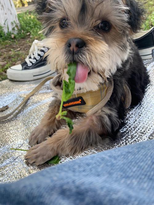 狗狗能吃菠菜吗,狗狗吐黄水?-第6张图片-后鲨宠物 狗狗能吃菠菜吗,狗狗吐黄水?-第6张图片-后鲨宠物