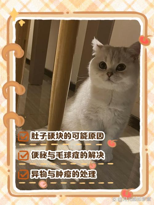 猫咪肚子里有硬块_猫咪肚子里有硬块,一直蹲便拉不出来-第3张图片-后鲨宠物 猫咪肚子里有硬块_猫咪肚子里有硬块,一直蹲便拉不出来-第3张图片-后鲨宠物