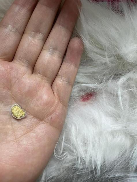 猫咪肚子里有硬块_猫咪肚子里有硬块,一直蹲便拉不出来-第5张图片-后鲨宠物 猫咪肚子里有硬块_猫咪肚子里有硬块,一直蹲便拉不出来-第5张图片-后鲨宠物