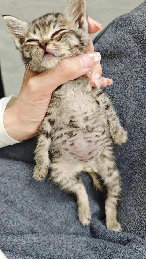 猫咪肚子里有硬块_猫咪肚子里有硬块,一直蹲便拉不出来-第6张图片-后鲨宠物 猫咪肚子里有硬块_猫咪肚子里有硬块,一直蹲便拉不出来-第6张图片-后鲨宠物