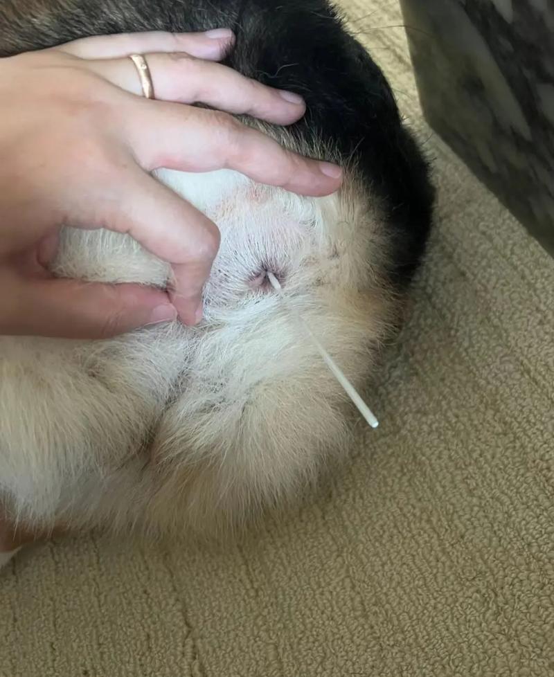 弓形虫狗狗什么症状_狗 弓形虫症状-第4张图片-后鲨宠物 弓形虫狗狗什么症状_狗 弓形虫症状-第4张图片-后鲨宠物