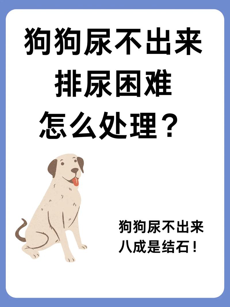 狗狗尿结石怎么办,狗狗尿结石?-第5张图片-后鲨宠物 狗狗尿结石怎么办,狗狗尿结石?-第5张图片-后鲨宠物